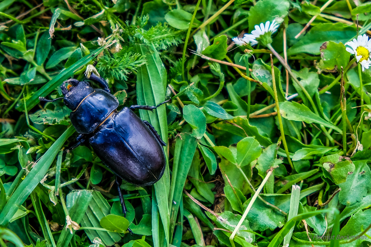 Hirschkäfer Weibchen